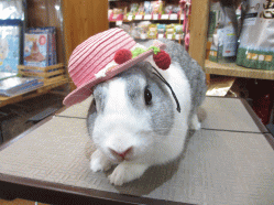 140718b.gif