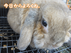 140719t.gif