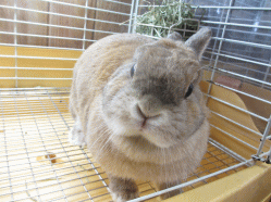 140720a1.gif