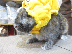140721f.gif