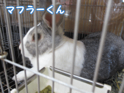 140726o.gif