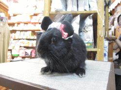 140728b.gif