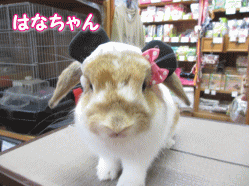 140728e.gif