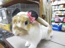 140728f.gif