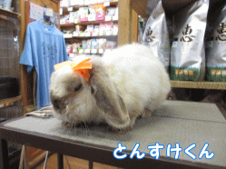140731a.gif