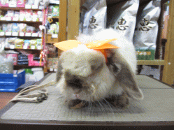 140731b.gif