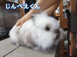 140731c.gif