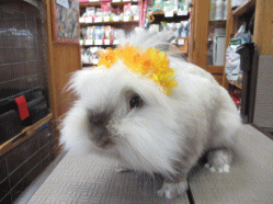 140731d.gif