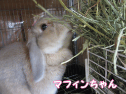 140731o.gif