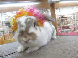 140801f.gif