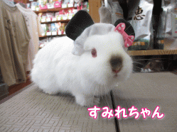 140804c.gif