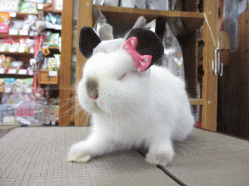 140804d.gif