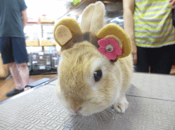 140804f.gif