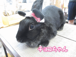 140804g.gif