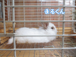 140804o.gif