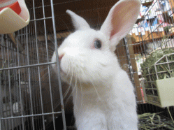 140807e2.gif