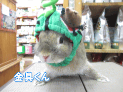 140809i.gif