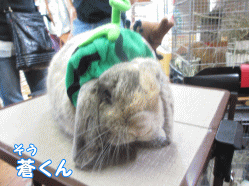 140810e1.gif
