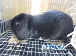140811q.gif