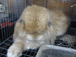 140811l.gif