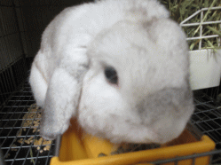 140811z10.gif