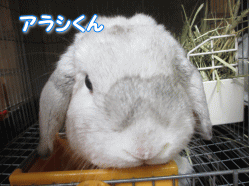 140812e.gif