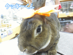 140815b.gif