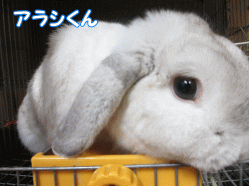 140815z.gif