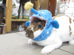 140817j2.gif