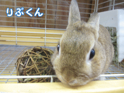 140817o1.gif