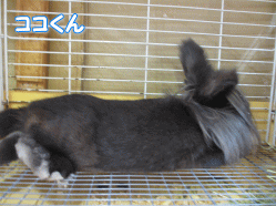 140819w.gif