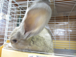 140819z0.gif