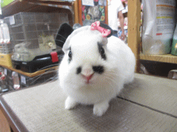 140821a2.gif
