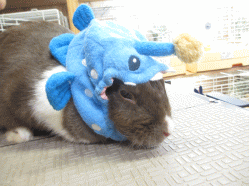 140822b.gif