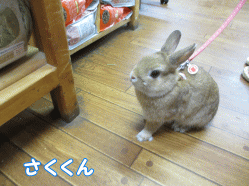 140824d1.gif