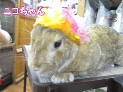 140826a.gif