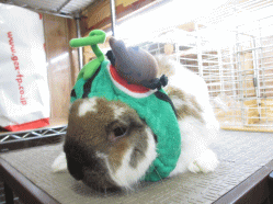 140826h.gif