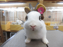 140830e2.gif