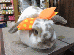 140831b2.gif