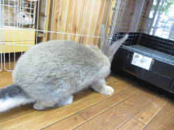 140901d.gif