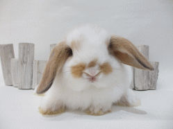 140902e.gif