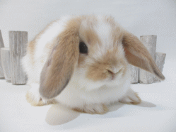 140902f.gif