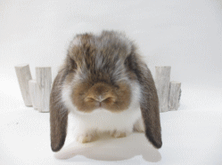 140902h.gif
