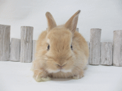 140905f.gif