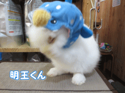 140906c.gif