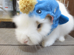 140906d.gif