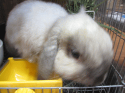 140906m.gif