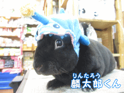 140907a1.gif