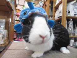140908f.gif