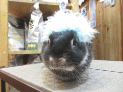 140909b.gif